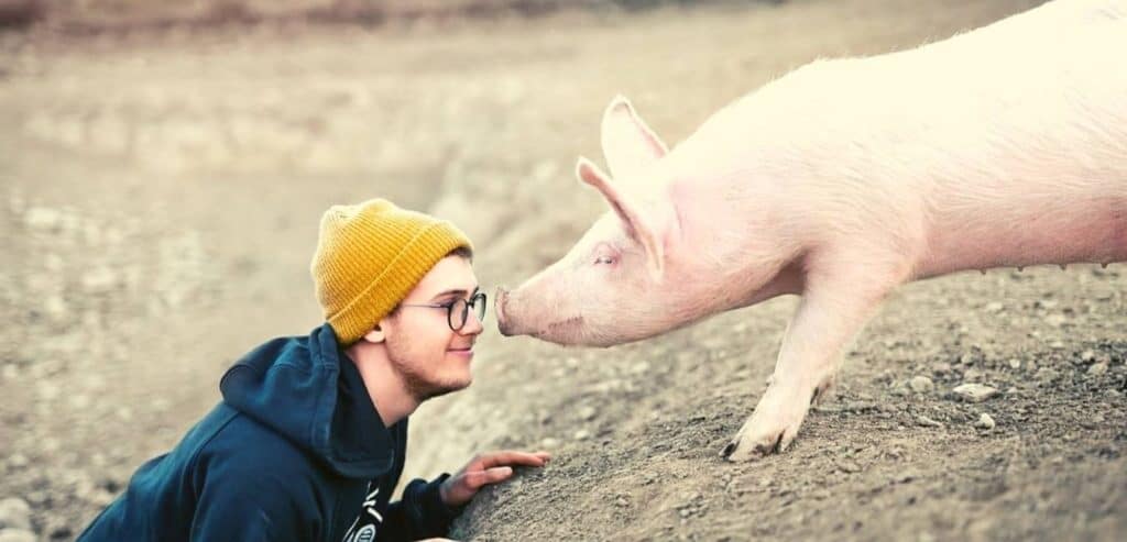 Loving pig owner