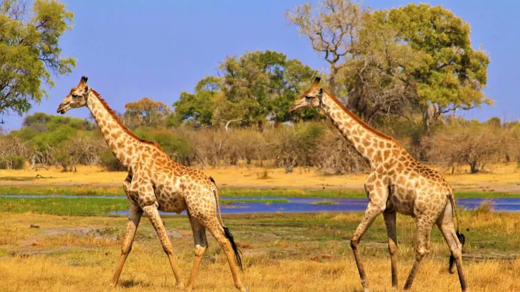 The Tall Tales of Giraffe Jokes